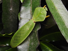 Choeradodis rhomboidea