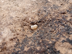 Sonorella allynsmithi