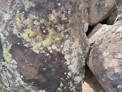 Sonorella allynsmithi