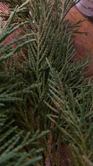 Juniperus chinensis