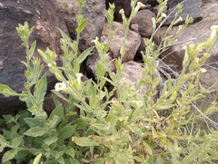 Nicotiana obtusifolia
