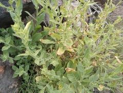 Nicotiana obtusifolia