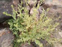 Nicotiana obtusifolia