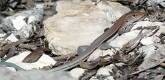 Pholidoscelis auberi