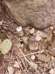 Sonorella allynsmithi