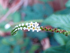 Heliotropium angiospermum