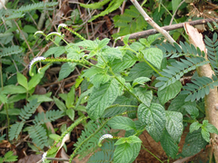 Heliotropium angiospermum