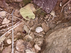 Sonorella allynsmithi