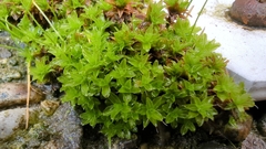 Syntrichia ruralis