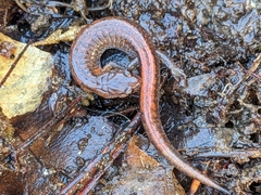 Plethodon websteri