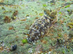 Dendrodoris krusensternii
