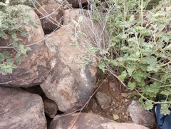 Sonorella allynsmithi