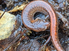 Plethodon websteri