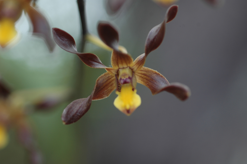Dendrobium johannis Rchb.f.