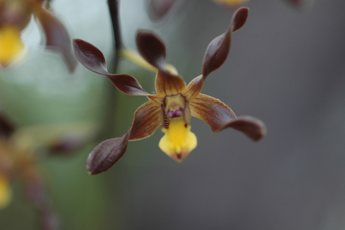 Yellow Tea Tree Orchid