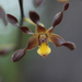 Chocolate Tea Tree Orchid - Photo (c) Colin Ogle, some rights reserved (CC BY-NC), uploaded by Colin Ogle