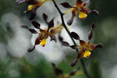 Dendrobium johannis