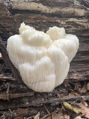 Hericium erinaceus