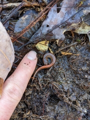 Plethodon websteri