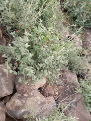 Sonorella allynsmithi