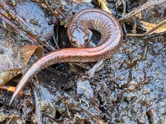 Plethodon websteri