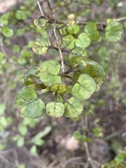 Coprosma spathulata