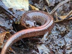 Plethodon websteri