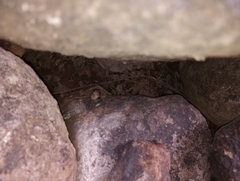 Sonorella allynsmithi