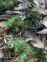 Dawsonia superba