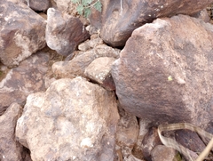 Sonorella allynsmithi