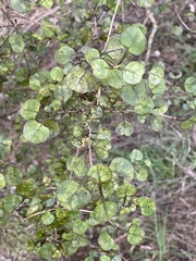 Coprosma spathulata