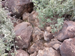 Sonorella allynsmithi