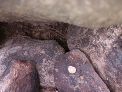 Sonorella allynsmithi