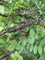Amorpha
