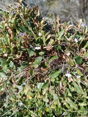 Lobelia anceps