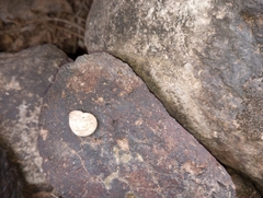 Sonorella allynsmithi