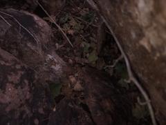 Sonorella allynsmithi