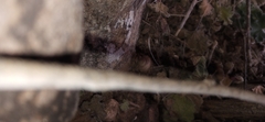 Sonorella allynsmithi