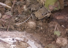 Sonorella allynsmithi