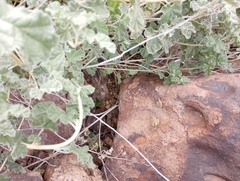 Sonorella allynsmithi