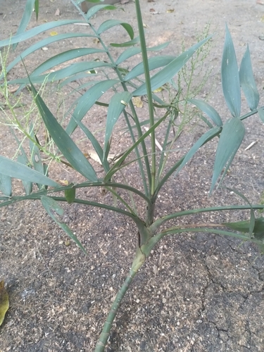 Chamaedorea elegans
