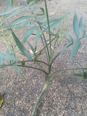 Chamaedorea elegans