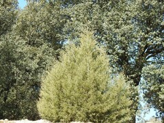 Juniperus thurifera