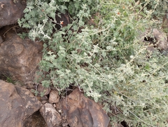 Sonorella allynsmithi