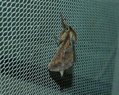 Elhamma australasiae