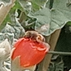 Apis mellifera