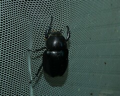 Xylotrupes australicus