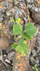 Erythrina flabelliformis