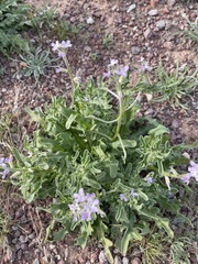 Matthiola parviflora
