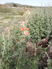 Sphaeralcea ambigua
